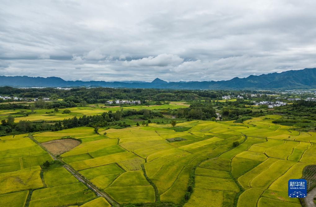 og对战平台